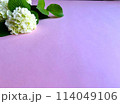 白い紫陽花 114049106
