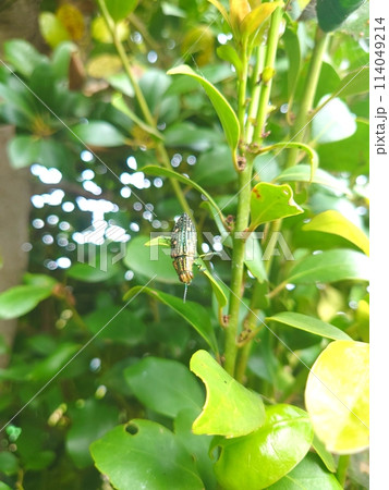 アオマダラタマムシ 114049214