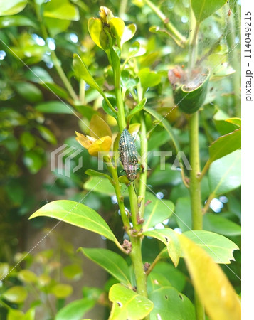 アオマダラタマムシ 114049215