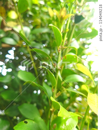 アオマダラタマムシ 114049218