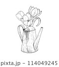 Watering can tulip flower vector illustration metal. Curved gardening decoration water. Black outline graphic drawing. Ink line contour silhouette outline. Tool leaves pink white bouquet. Blossom head 114049245