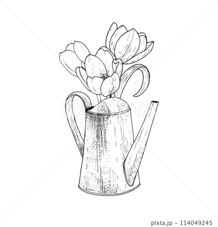 Watering can tulip flower vector illustration metal. Curved gardening decoration water. Black outline graphic drawing. Ink line contour silhouette outline. Tool leaves pink white bouquet. Blossom head 114049245