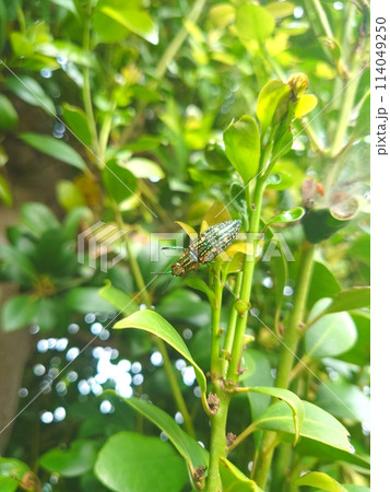 アオマダラタマムシ アオマダラタマムシ 114049250