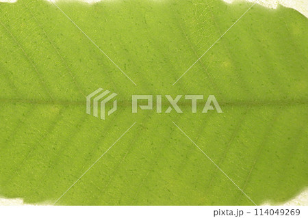 和紙とクヌギの葉のコラボ（背景素材） 114049269
