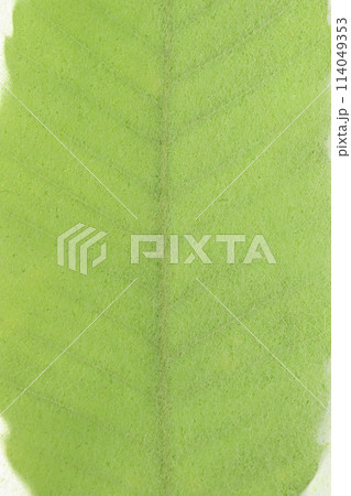 和紙とクヌギの葉のコラボ(背景素材) 和紙とクヌギの葉のコラボ(背景素材) 114049353