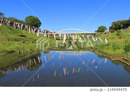 鯉のぼりが泳ぐ利根運河　運河水辺公園　千葉県流山市　　　　 114049470