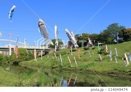 鯉のぼりが泳ぐ利根運河 運河水辺公園 千葉県流山市 鯉のぼりが泳ぐ利根運河 運河水辺公園 千葉県流山市 114049474