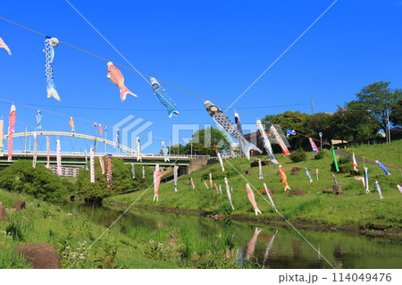 鯉のぼりが泳ぐ利根運河　運河水辺公園　千葉県流山市　　　　 114049476
