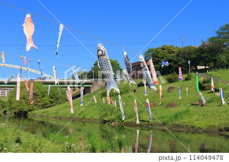 鯉のぼりが泳ぐ利根運河　運河水辺公園　千葉県流山市　　　　 114049478