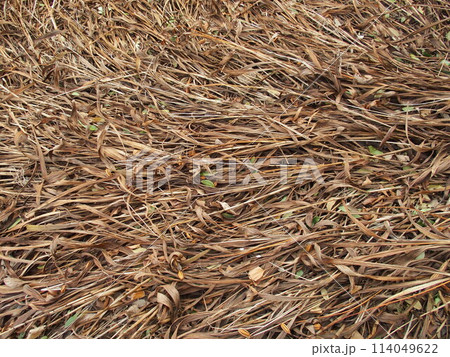 花壇の枯れたシラン 花壇の枯れたシラン 114049622
