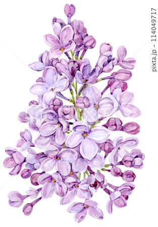 Watercolor drawing of lilac. Hand drawn botanical illustration of Shringa vulgaris. Spring purple flowers for a romantic card. An aromatic plant for packaging soap, perfume, cosmetics. Watercolor drawing of lilac. Hand drawn botanical illustration of Shringa vulgaris. Spring purple flowers for a romantic card. An aromatic plant for packaging soap, perfume, cosmetics. 114049717