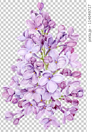 Watercolor drawing of lilac. Hand drawn botanical illustration of Shringa vulgaris. Spring purple flowers for a romantic card. An aromatic plant for packaging soap, perfume, cosmetics. Watercolor drawing of lilac. Hand drawn botanical illustration of Shringa vulgaris. Spring purple flowers for a romantic card. An aromatic plant for packaging soap, perfume, cosmetics. 114049717