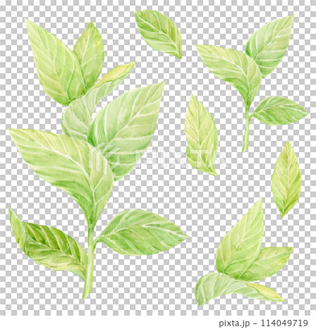 Green tea branch isolated on white background. Tea leaves and stems. Asian medicinal plant. Herbal mint tea. 114049719