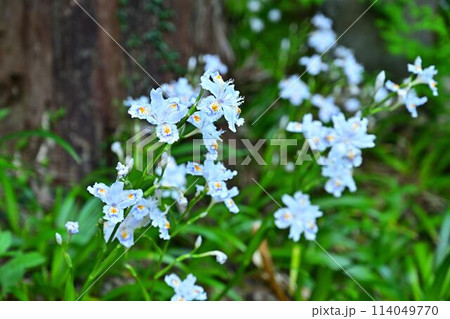 岩瀧寺のシャガの花 114049770