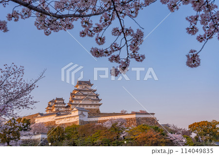 国宝姫路城　夕陽を浴びた姫路城と桜 114049835