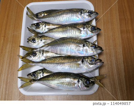 釣りたてアジ 釣りたてアジ 114049857
