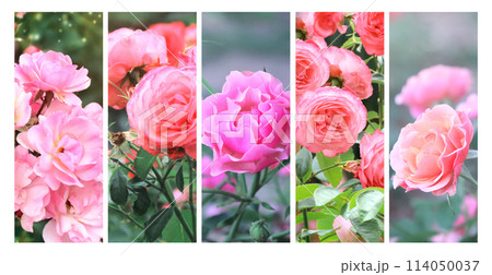 Sommerwind rose flowers on green sunny background. Set of pink and red rose flowers and green leaf. Collection of banners with rose flower with leaves Sommerwind rose flowers on green sunny background. Set of pink and red rose flowers and green leaf. Collection of banners with rose flower with leaves 114050037