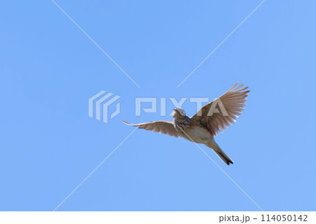 飛翔するヒバリ 114050142