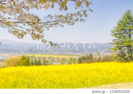 菜の花公園より望む千曲川と桜 114050200