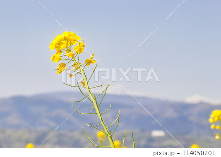 一輪の菜の花 114050201
