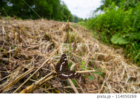 アカマダラ 114050269