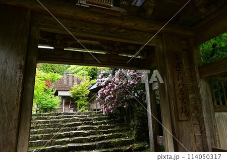 新緑の岩瀧寺 114050317
