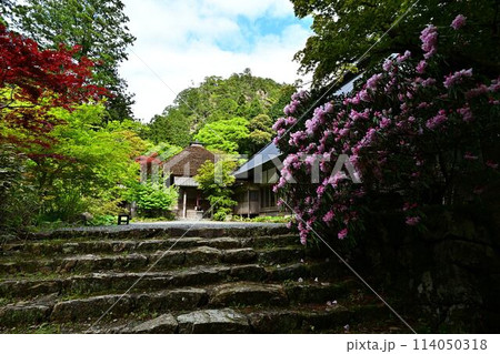 新緑の岩瀧寺 新緑の岩瀧寺 114050318