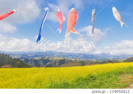 菜の花畑の中を泳ぐ鯉のぼり 114050812