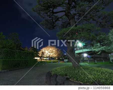 静岡県　駿府城公園　老松と夜桜　4月 114050868