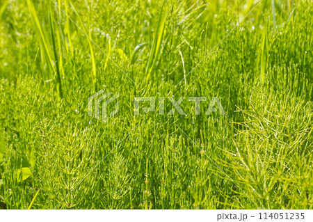 新緑のスギナ 114051235