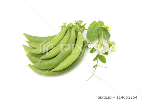 スナップエンドウ スナップエンドウ 114051254