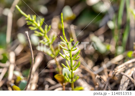 春の草~杉菜~ 春の草~杉菜~ 114051353