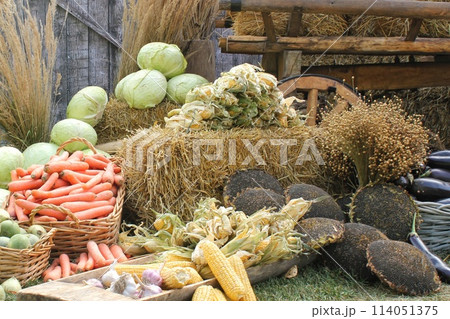 Fresh organic vegetables on farmer market. Local farm bazaar. Assortment of fresh organic harvest garden produce. Bio products, bio ecology. Natural healthy food festival. Agricultural rustic fair Fresh organic vegetables on farmer market. Local farm bazaar. Assortment of fresh organic harvest garden produce. Bio products, bio ecology. Natural healthy food festival. Agricultural rustic fair 114051375