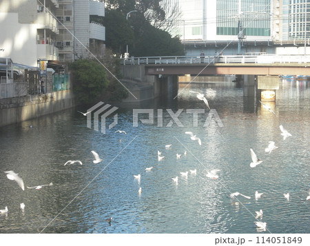 動物写真　ユリカモメ　水鳥が飛び交う川  114051849