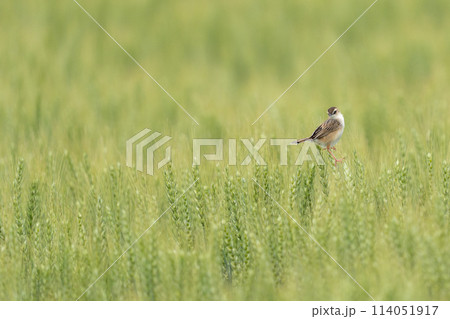 麦畑のセッカ 114051917