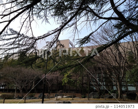 木の枝と巨大な建物 木の枝と巨大な建物 114051973