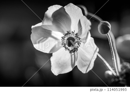 白い秋明菊の花～光と影～ 114051993
