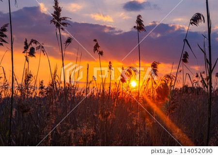 Sunset on a lake with spikes of grass in the foreground 114052090