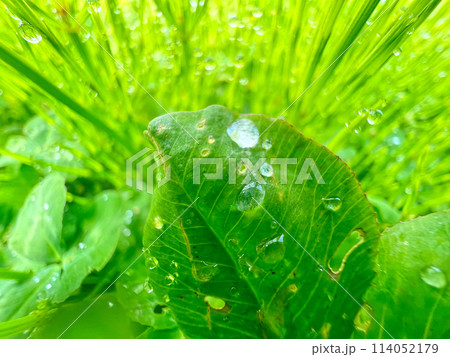 雨に濡れた葉 114052179