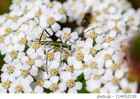 ミドリカミキリ ミドリカミキリ 114052230