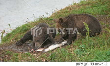 Bear cubs eating salmon 114052485