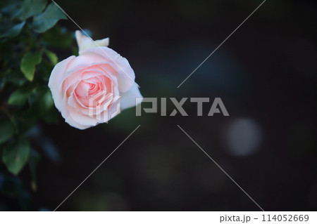 荒尾市 おもやい市民花壇 バラの花、 荒尾市 おもやい市民花壇 バラの花、 114052669