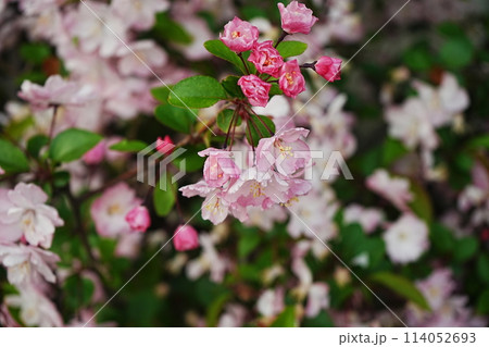 花海棠 ハナカイドウ ピンク色の花 花海棠 ハナカイドウ ピンク色の花 114052693