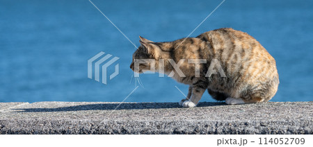 堤防でくつろぐ猫 114052709