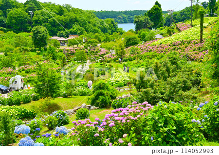日本一のあじさいの丘陵地 　かざはやの里 114052993
