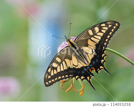 ヤマユリにとまるアゲハチョウ ヤマユリにとまるアゲハチョウ 114053258