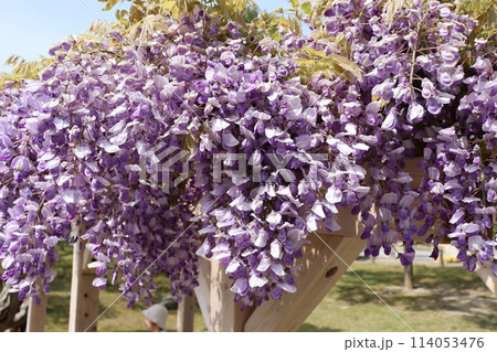 甘い香りの藤の花 114053476