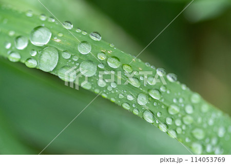 雨に濡れた葉 雨に濡れた葉 114053769