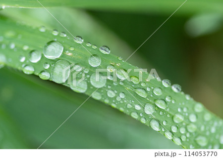雨に濡れた葉 114053770