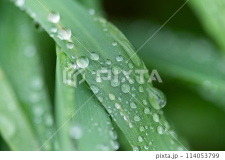 雨に濡れた葉 114053799